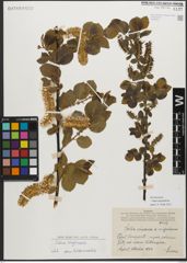Foto von Salix myrsinifolia Salisb.